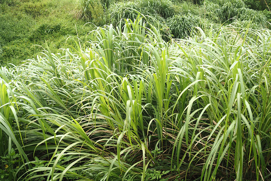 Cymbopogon Citratus – trawa cytrynowa, która łączy ozdobny wygląd z wyjątkowym aromatem