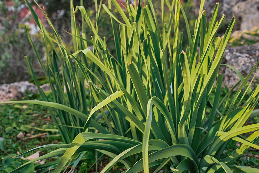 Ogród z trawami – dlaczego mniej znaczy więcej